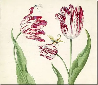 Сухой тульпен с водоплавающим и другим насекомым (1639 г.)