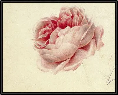 Розовая роза (1792)