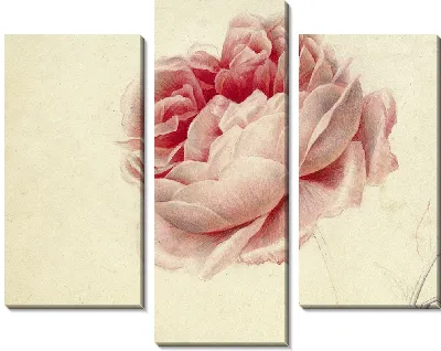 Розовая роза (1792)