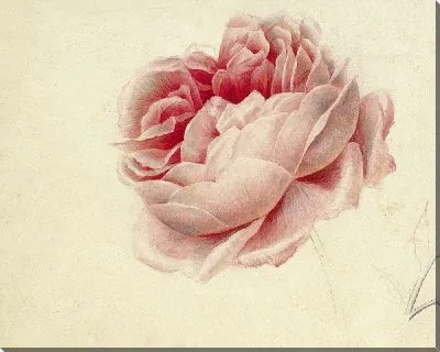 Картина Розовая роза (1792)