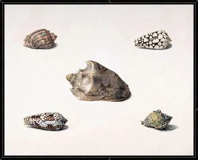 Пять Ракушек