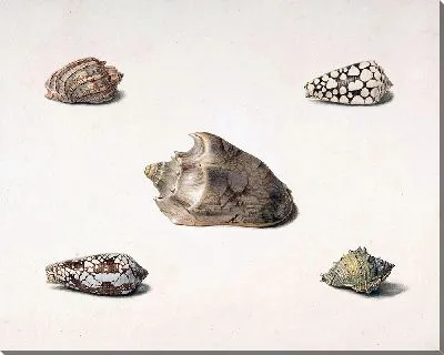 Картина Пять Ракушек