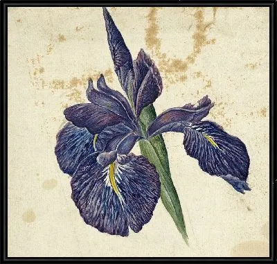 Ирис (1792 - 1861)