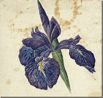 Ирис (1792 - 1861)