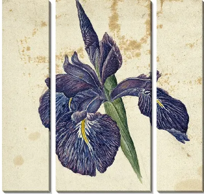 Ирис (1792 - 1861)