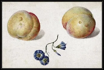 Два персика и цветок (1792)