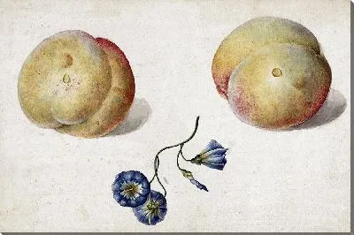 Два персика и цветок (1792)