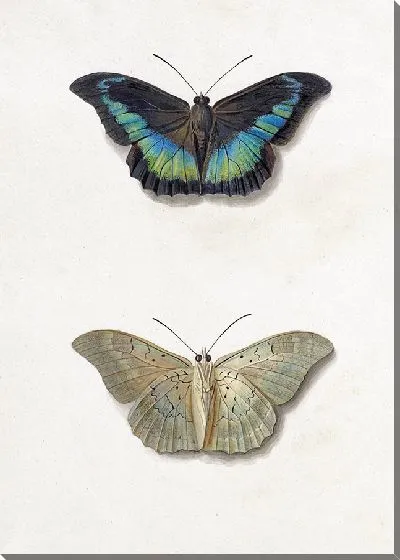 Картина Вид бабочки сверху и снизу (1792 г.)