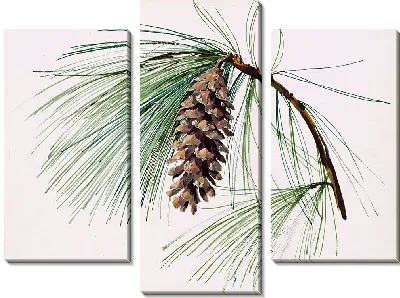 Картина Ветка сосновой шишки (1935)