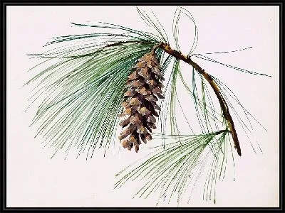 Ветка сосновой шишки (1935)