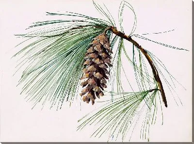 Ветка сосновой шишки (1935)