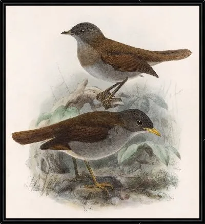 Птицы Авес Пл. 74 (1879-1915) №1