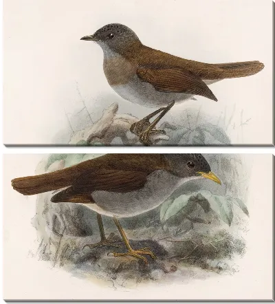 Птицы Авес Пл. 74 (1879-1915) №1