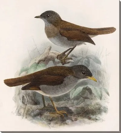 Птицы Авес Пл. 74 (1879-1915) №1