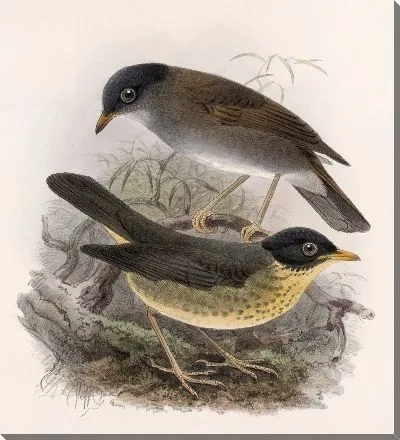 Картина Птицы Авес Пл. 74 (1879-1915) №2