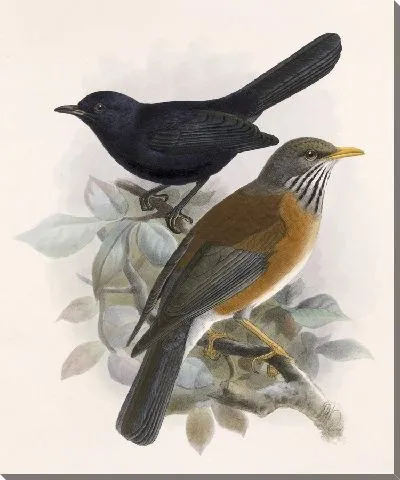 Картина Птицы Авес Пл. 74 (1879-1915) №3