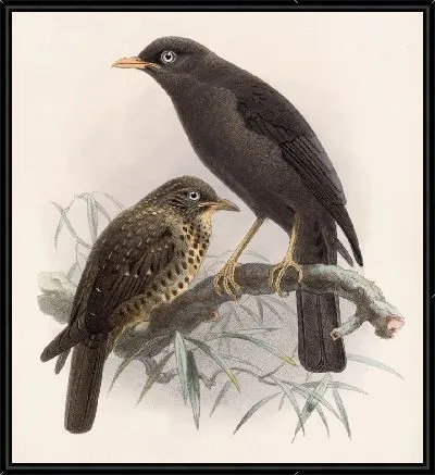 Картина Птицы Авес Пл. 74 (1879-1915) №4