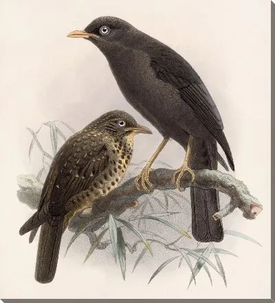 Картина Птицы Авес Пл. 74 (1879-1915) №4