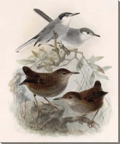 Картина Птицы Авес Пл. 74 (1879-1915) №5