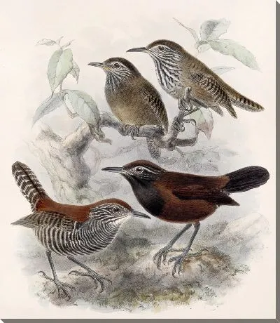 Картина Птицы Авес Пл. 74 (1879-1915) №6