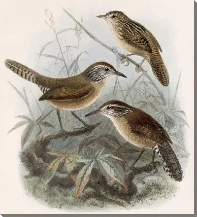 Картина Птицы Авес Пл. 74 (1879-1915) №7