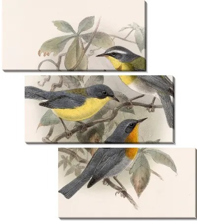 Картина Птицы Авес Пл. 74 (1879-1915) №8