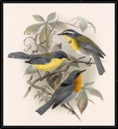 Картина Птицы Авес Пл. 74 (1879-1915) №8