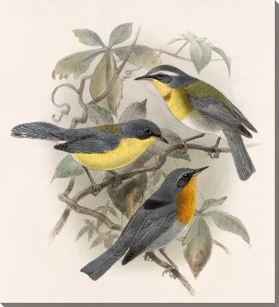 Картина Птицы Авес Пл. 74 (1879-1915) №8