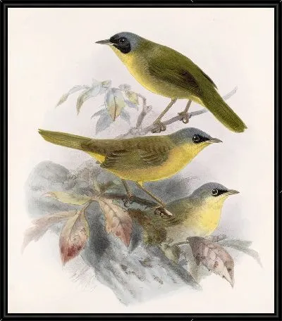 Картина Птицы Авес Пл. 74 (1879-1915) №9