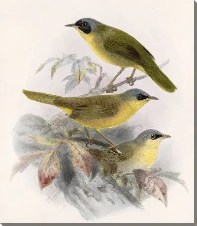 Картина Птицы Авес Пл. 74 (1879-1915) №9