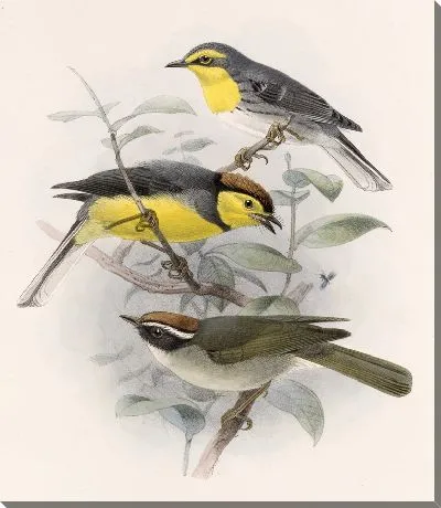 Картина Птицы Авес Пл. 74 (1879-1915) №10