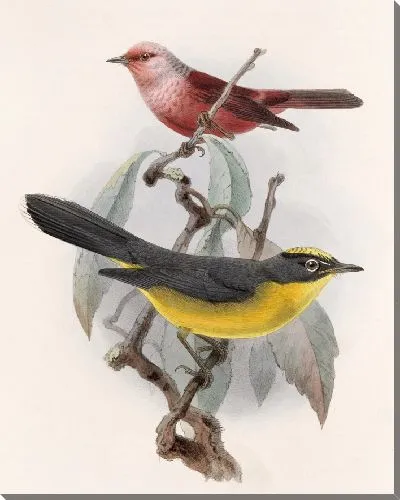 Картина Птицы Авес Пл. 74 (1879-1915) №11