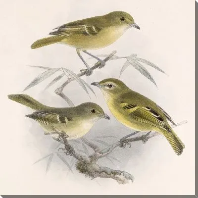 Картина Птицы Авес Пл. 74 (1879-1915) №12