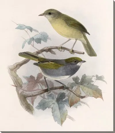 Картина Птицы Авес Пл. 74 (1879-1915) №13