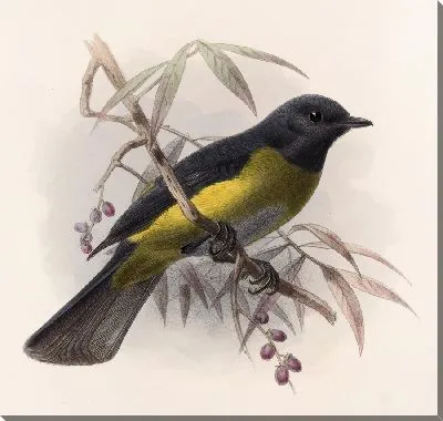 Картина Птицы Авес Пл. 74 (1879-1915) №14