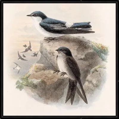 Картина Птицы Авес Пл. 74 (1879-1915) №15