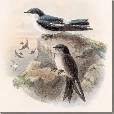 Картина Птицы Авес Пл. 74 (1879-1915) №15