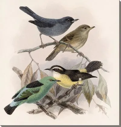 Картина Птицы Авес Пл. 74 (1879-1915) №16