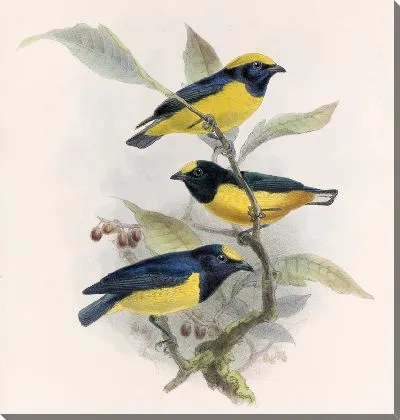 Картина Птицы Авес Пл. 74 (1879-1915) №17