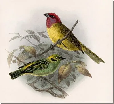 Картина Птицы Авес Пл. 74 (1879-1915) №18