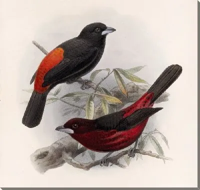 Картина Птицы Авес Пл. 74 (1879-1915) №19