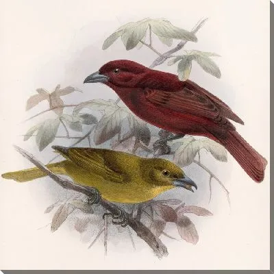 Картина Птицы Авес Пл. 74 (1879-1915) №20