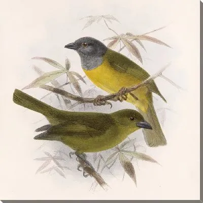 Картина Птицы Авес Пл. 74 (1879-1915) №21