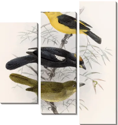 Птицы Авес Пл. 74 (1879-1915) №22