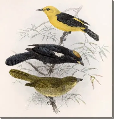 Птицы Авес Пл. 74 (1879-1915) №22