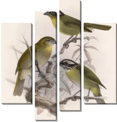 Картина Птицы Авес Пл. 74 (1879-1915) №23