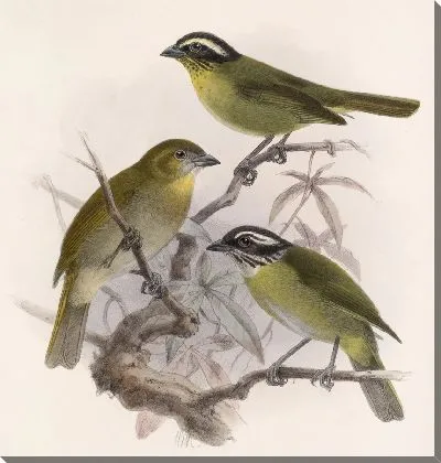 Картина Птицы Авес Пл. 74 (1879-1915) №23