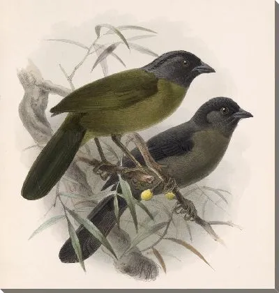 Картина Птицы Авес Пл. 74 (1879-1915) №24