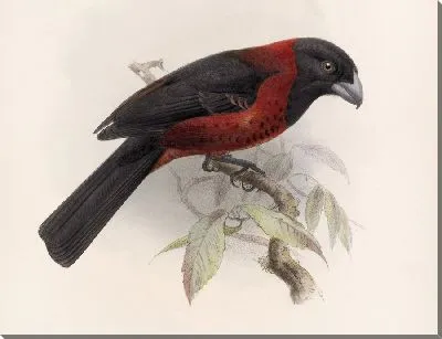 Картина Птицы Авес Пл. 74 (1879-1915) №25