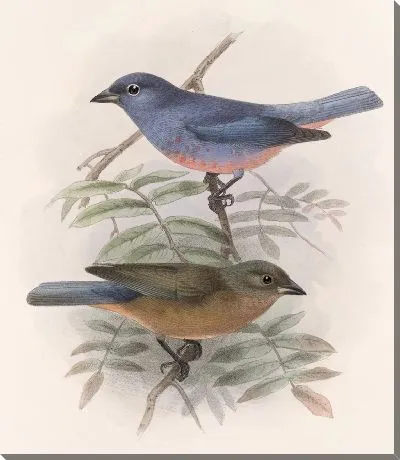 Картина Птицы Авес Пл. 74 (1879-1915) №26